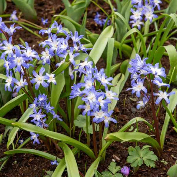 Bulbes à fleurs à planter à l'automne - Chionodoxa Luciliae (x25) - face recto